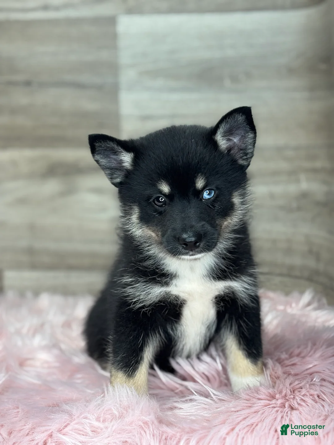 Pomsky dogs for sale: Ezra - Ad 3