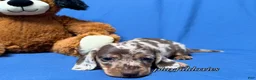 Miniature Dachshund dogs for sale: Chocolate dapple smooth coat male AKC - Ad 3
