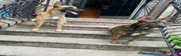 Mixed Breed dogs for sale: GREEN - Ad 3
