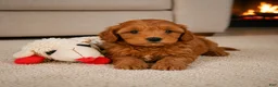 Cavapoo dogs for sale: Jessie - Ad 6