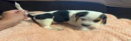 Beagle dogs for sale: Beagle 1 - Ad 6