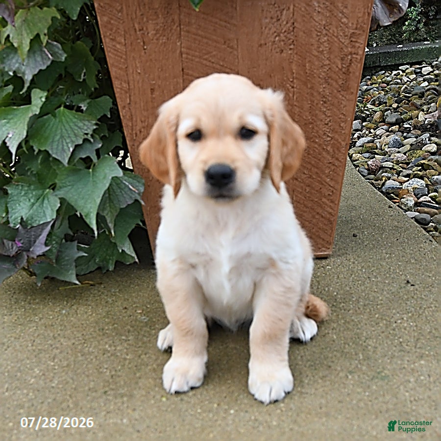 Golden Retriever dogs Rebel - Ad 2