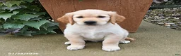 Golden Retriever dogs for sale: Rebel - Ad 2
