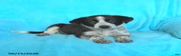 Mixed Breed dogs for sale: Sadie - Ad 3