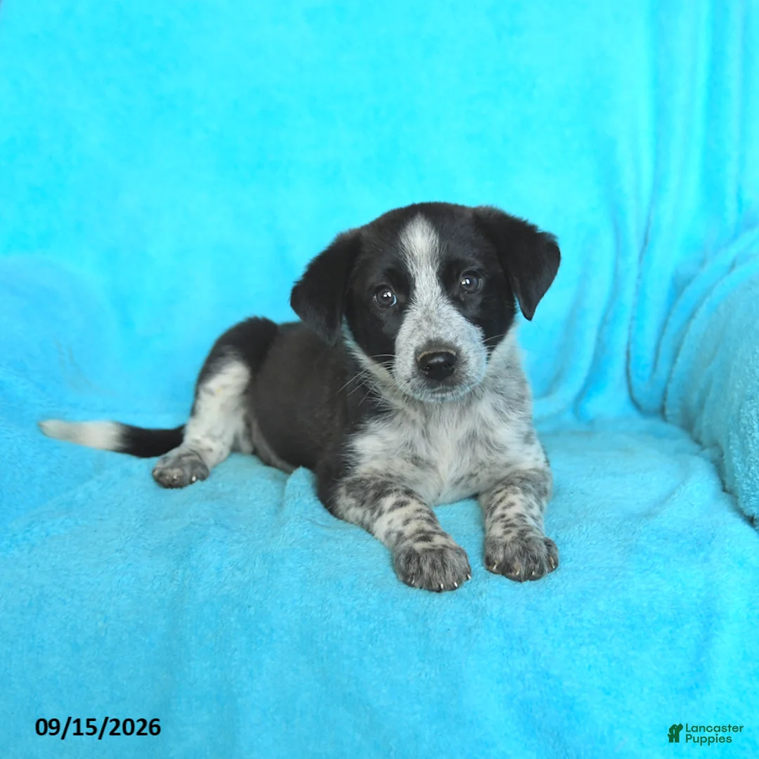 Mixed Breed dogs for sale: Sadie - Ad 3