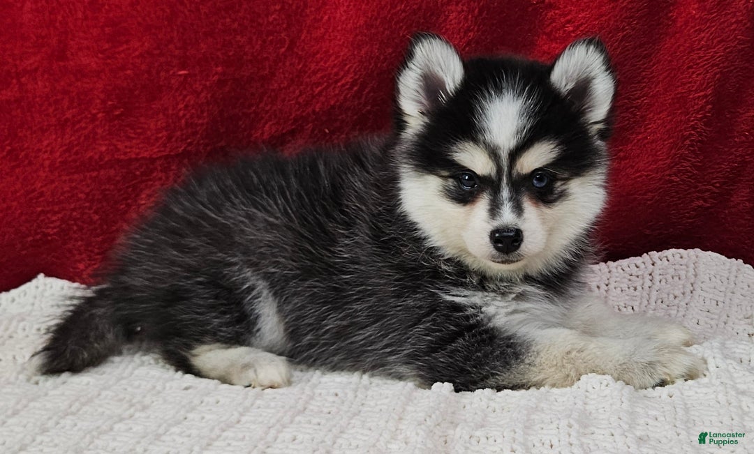 Pomsky dogs for sale: Kent  - Ad 3