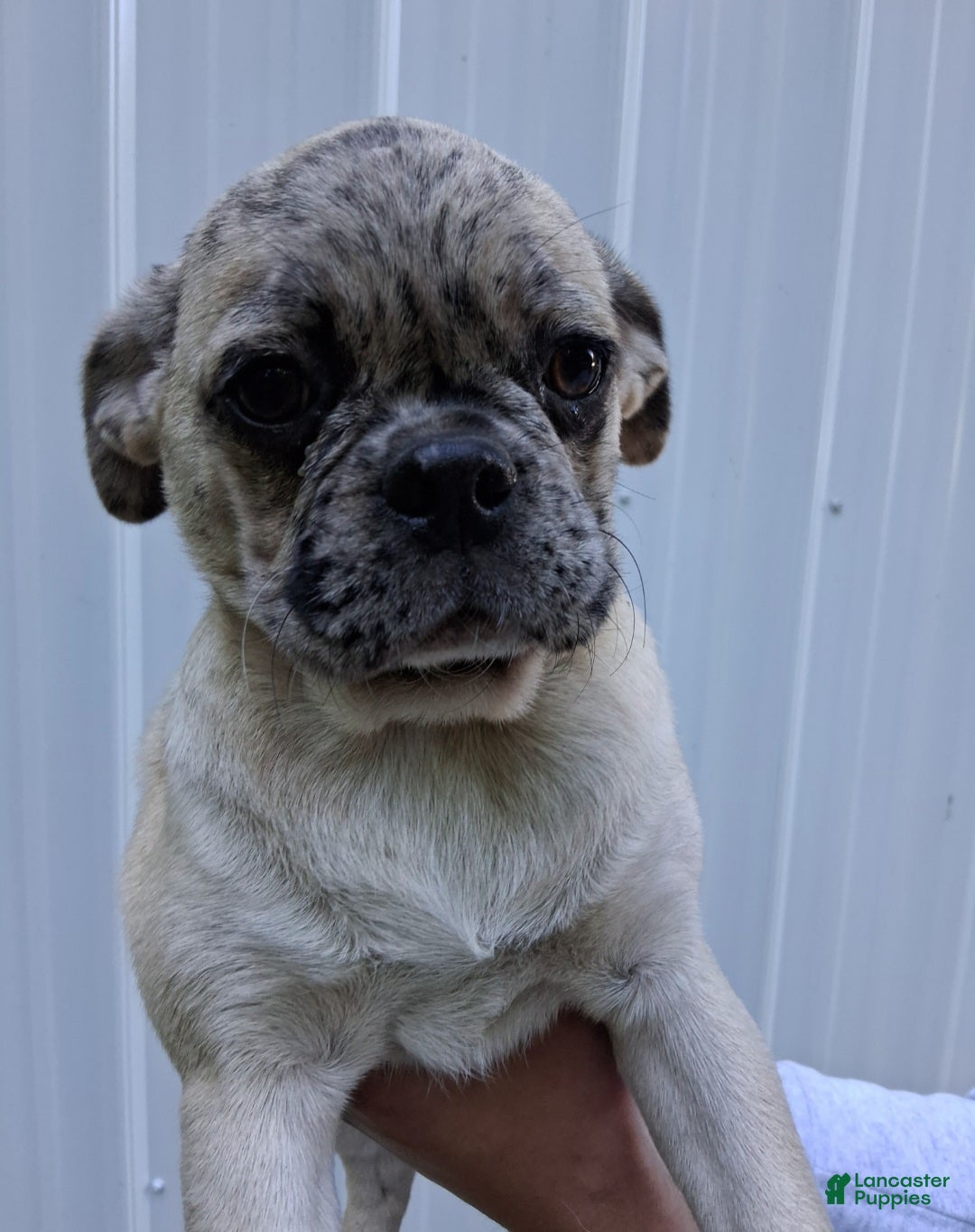 Pug dogs Karly - Ad 1