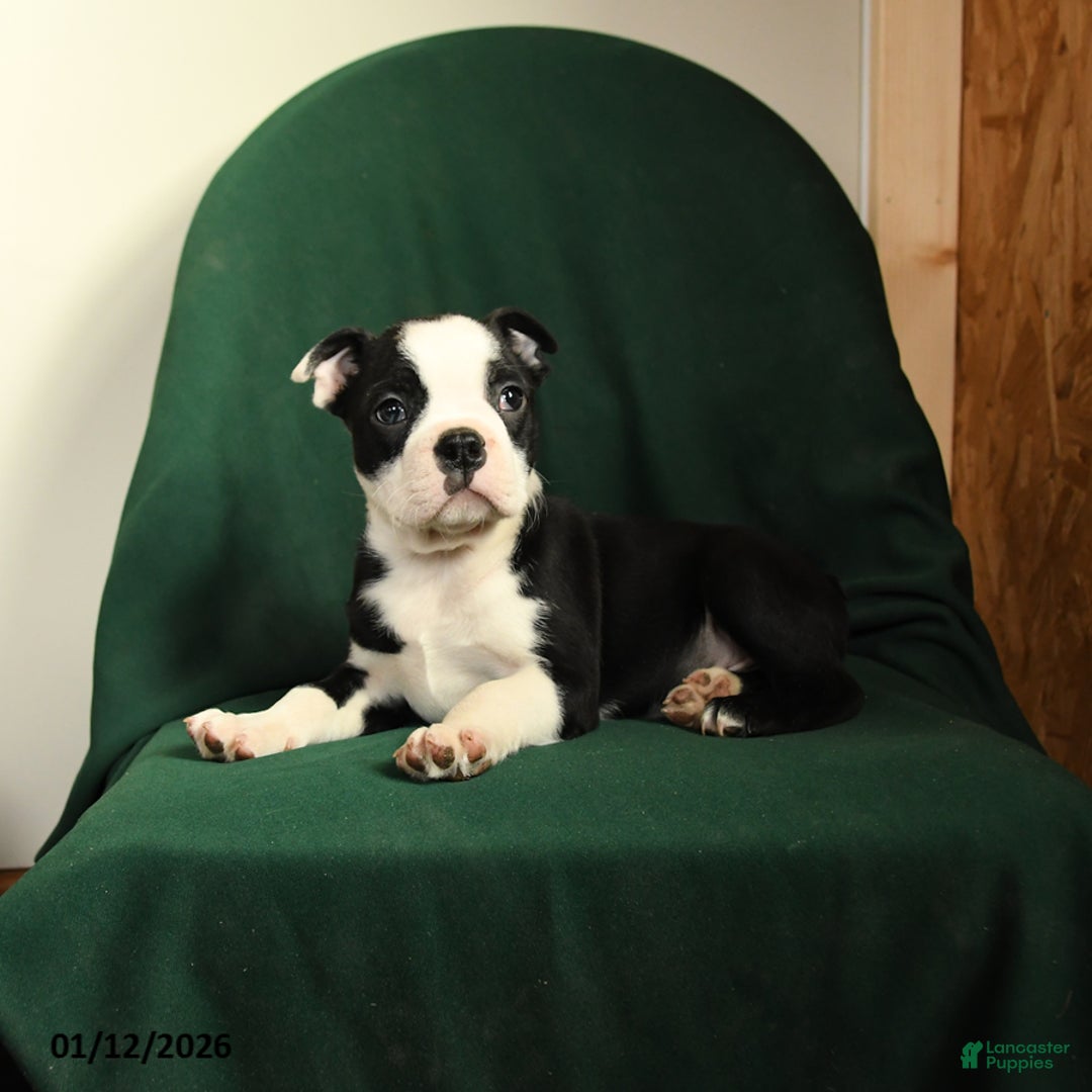 Boston Terrier dogs for sale: Falcon - Ad 2