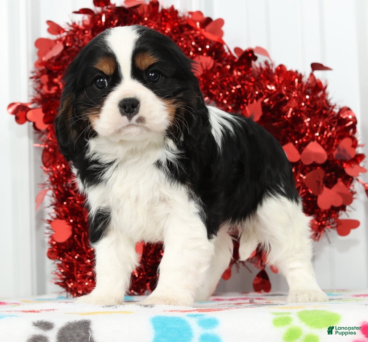 Cavalier King Charles Spaniel dogs Frisky - Ad 1