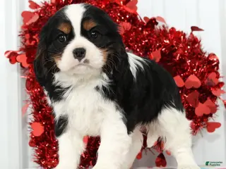 Cavalier King Charles Spaniel dogs Frisky - Ad 1