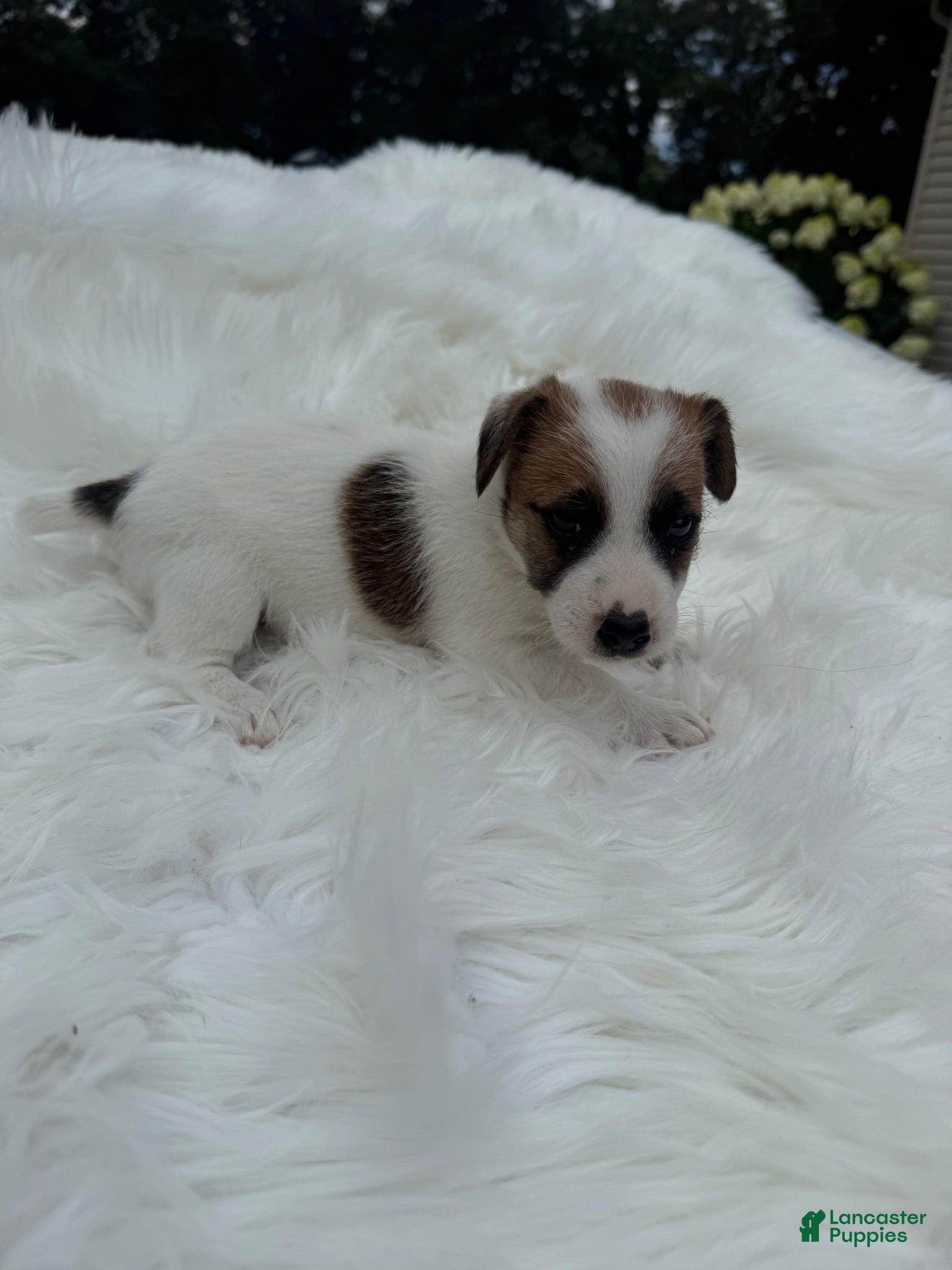 Jack Russell Terrier dogs UKC Ziggy - Ad 2