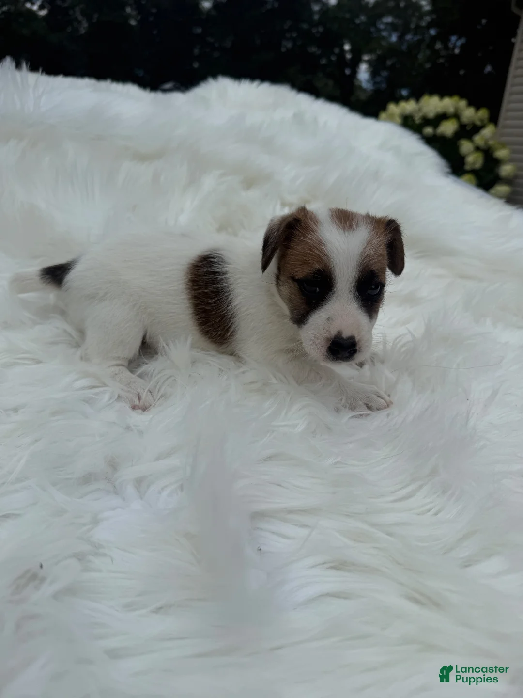 Jack Russell Terrier dogs for sale: UKC Ziggy - Ad 2