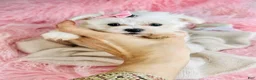 Maltese dogs for sale: Maltese 1 - Ad 2