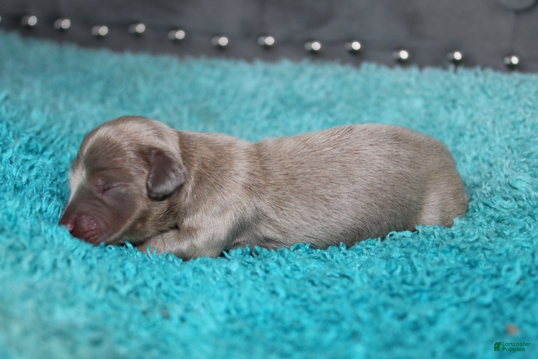 Miniature Dachshund dogs for sale: Piper Mini - Ad 3