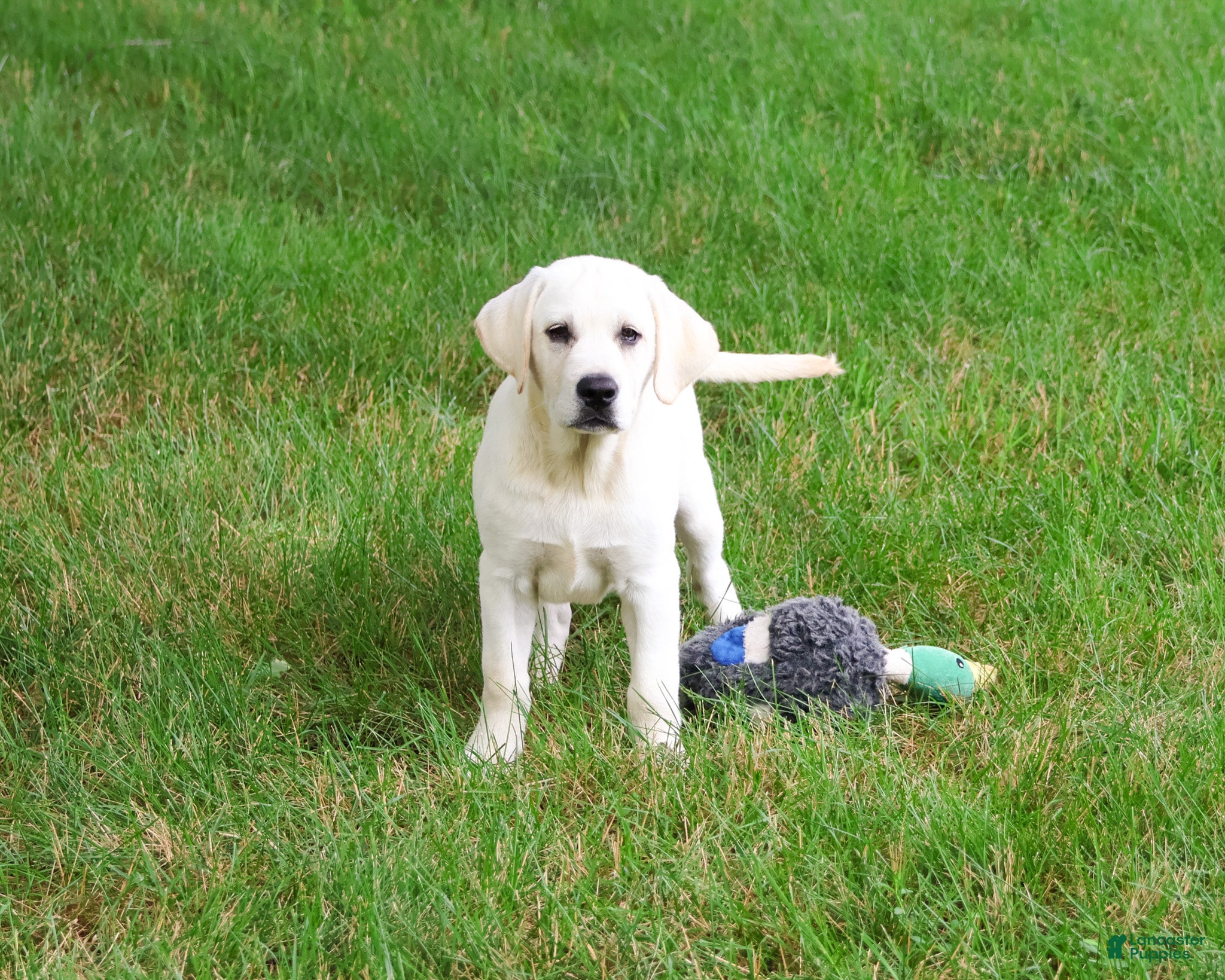 Labrador Retriever dogs Percival  - Ad 9