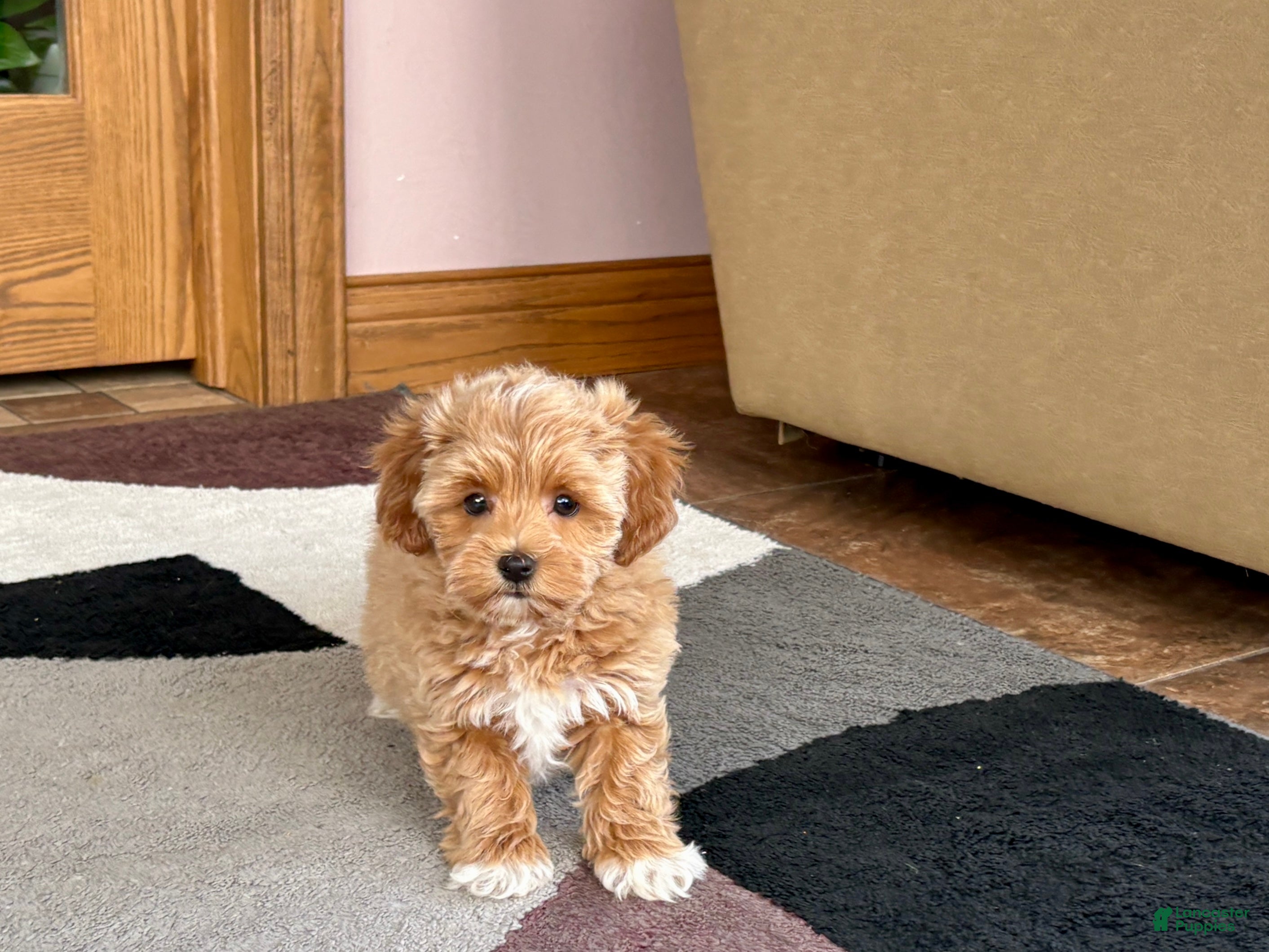 Havapoo dogs Havapoo Puppy 2 - Ad 1