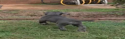 Neapolitan Mastiff dogs for sale: Annabelle  - Ad 3