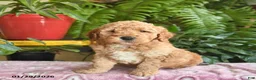 Mini Goldendoodle dogs for sale: Ford - Ad 3