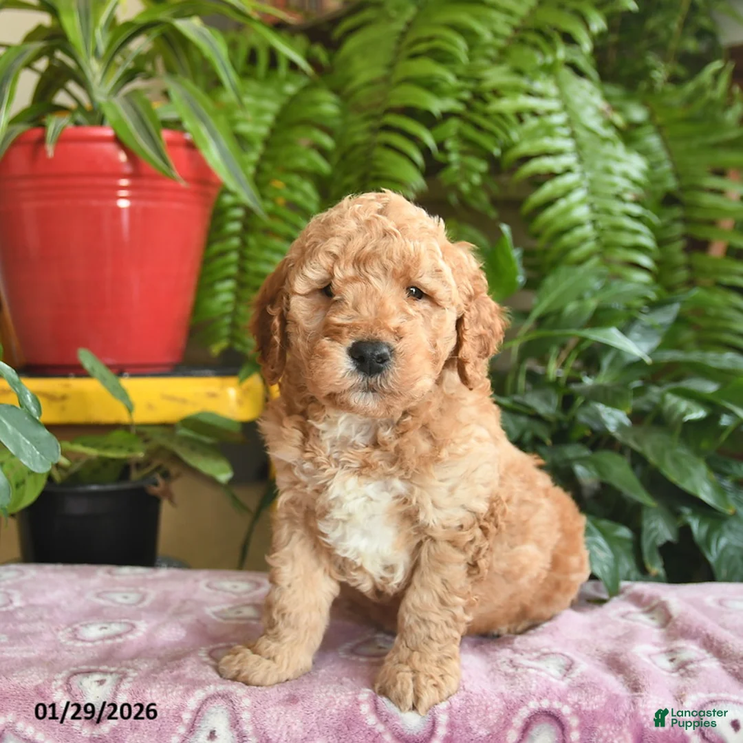 Mini Goldendoodle dogs for sale: Ford - Ad 3