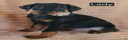 Doberman Pinscher dogs for sale: Lady - Ad 3