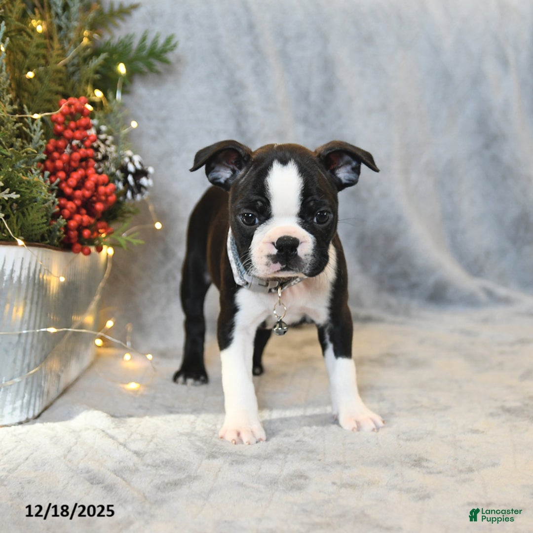 Boston Terrier dogs for sale: Sasha - Ad 4