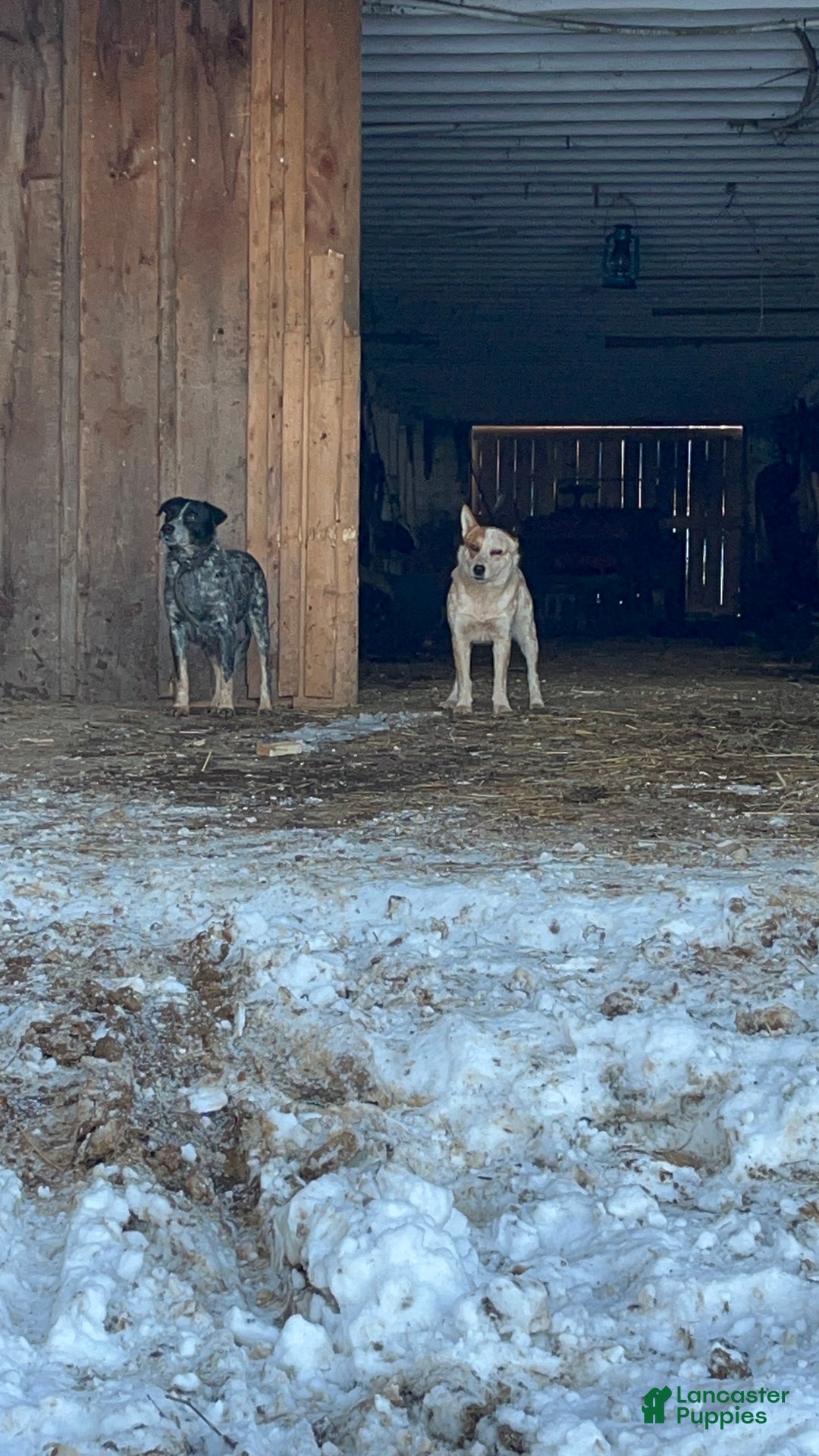 Australian Cattle Dog dogs for sale: Comet - Ad 1