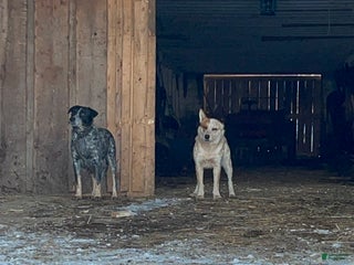 Australian Cattle Dog dogs Comet - Ad 27