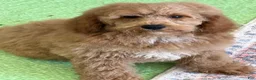 Mini Goldendoodle dogs for sale: Thompson - Ad 5