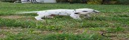Dalmatian dogs for sale: Charlie - Ad 4