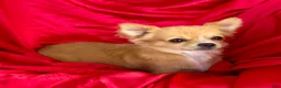Chihuahua dogs for sale: Rose long hair Apple head - Ad 3
