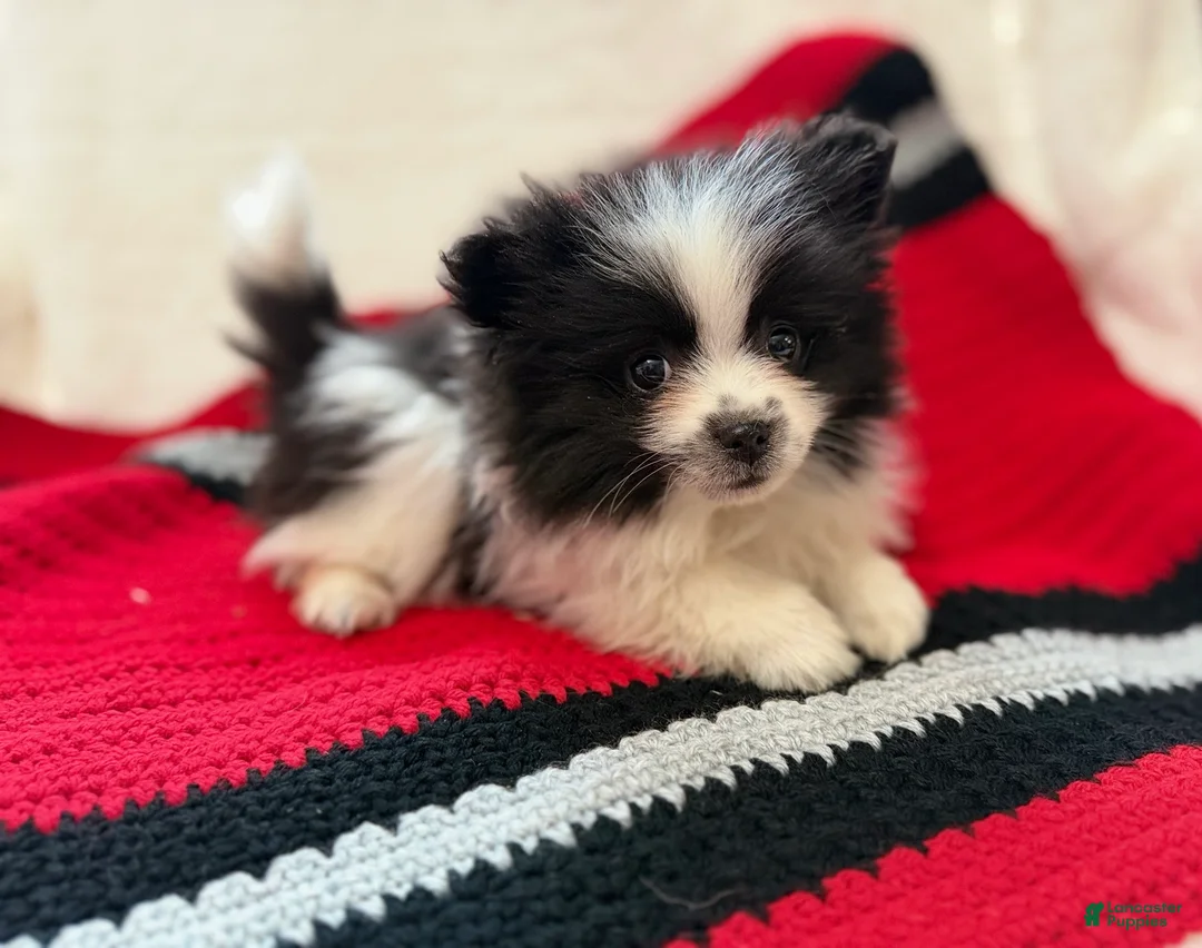 Pomeranian dogs for sale: Panda - Ad 2