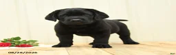 Labrador Retriever dogs for sale: Scout - Ad 3