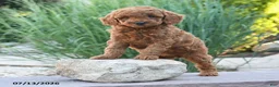 Miniature Poodle dogs for sale: Helina - Ad 4