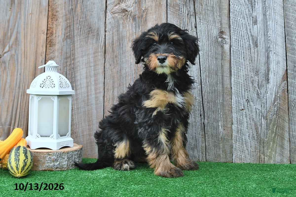 Mini Aussiedoodle dogs Judy - Ad 1