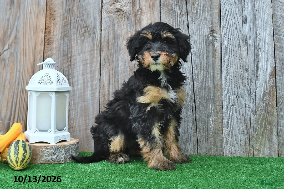 Mini Aussiedoodle dogs for sale: Judy - Ad 1