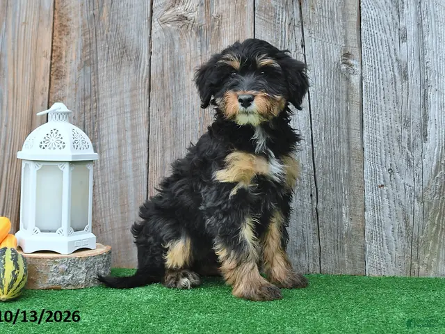 Mini Aussiedoodle dogs for sale: Judy - Ad 1