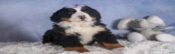 Bernese Mountain Dog dogs for sale: HONEY - Ad 9
