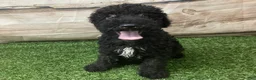 Kerry Blue Terrier dogs for sale: Zeke - Ad 3