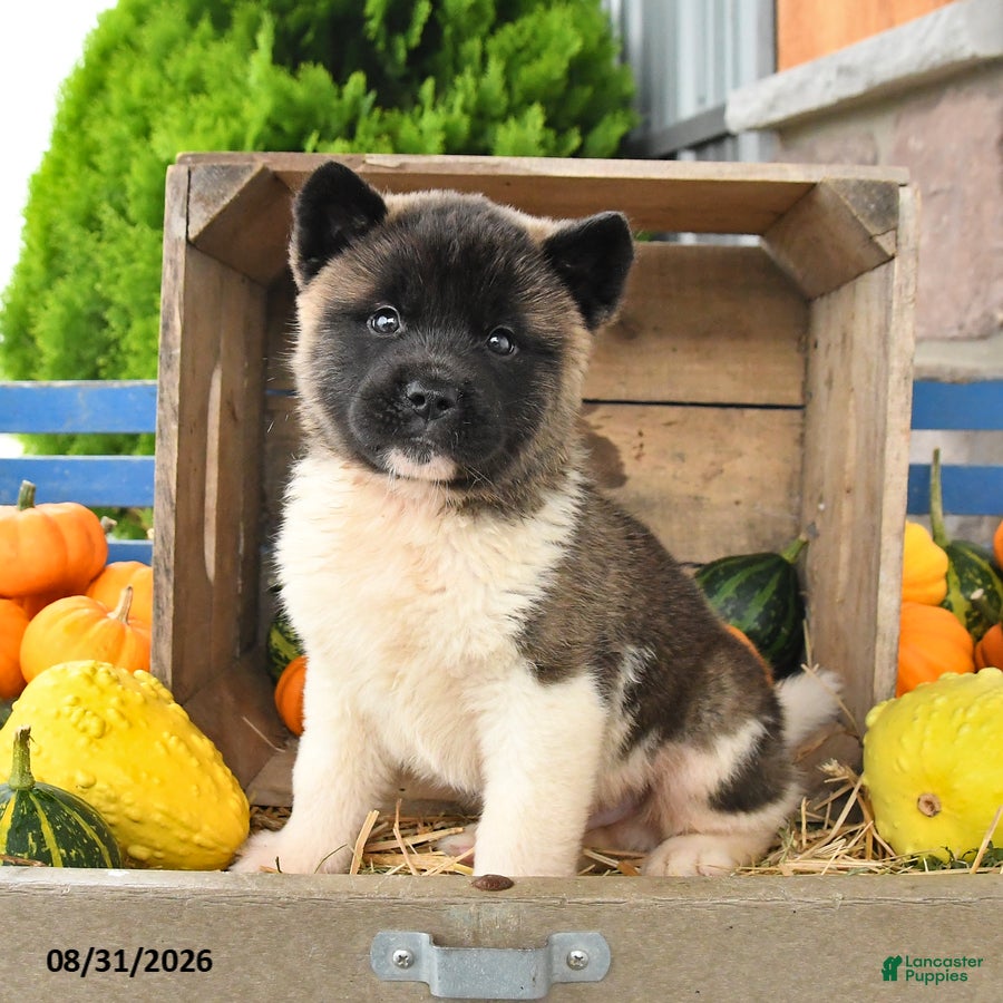 Akita dogs Nicholas - Ad 1