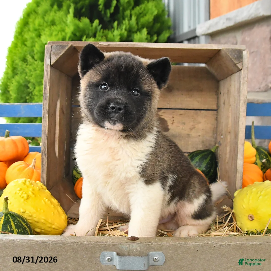 Akita dogs for sale: Nicholas - Ad 1
