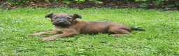 Irish Terrier dogs for sale: River - Ad 3