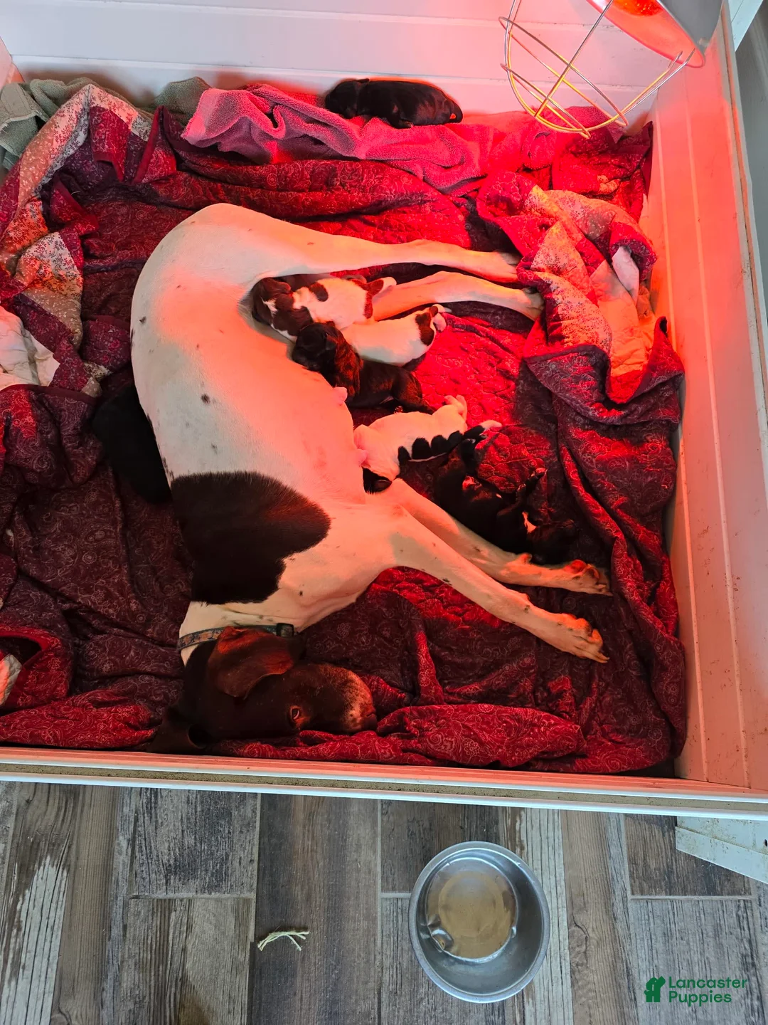 Gallery Image {{count}}