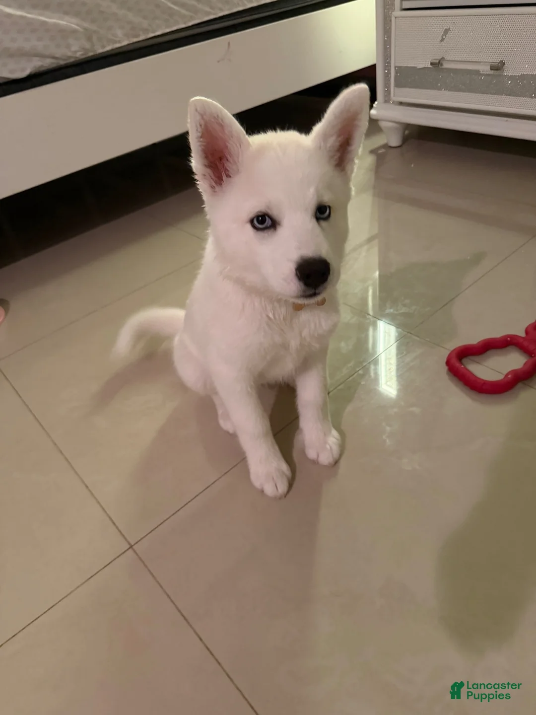 Siberian Husky dogs for sale: Siberian Husky 1 - Ad 5