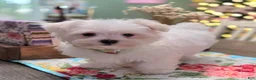 Maltese dogs for sale: Cooper  - Ad 4