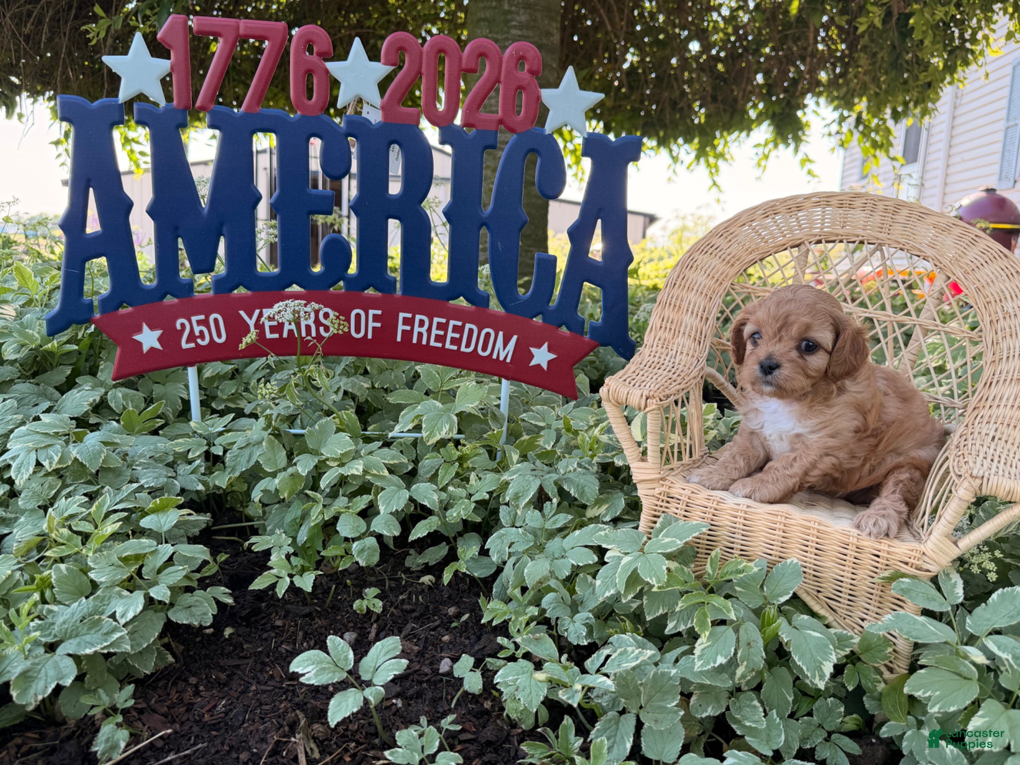 Cockapoo dogs Sunshine  - Ad 2