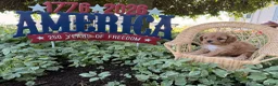 Cockapoo dogs for sale: Sunshine  - Ad 2