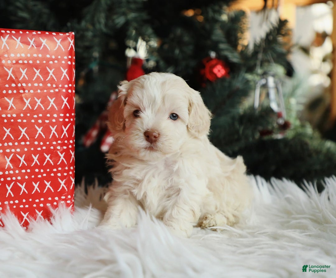 Mini Aussiedoodle dogs for sale: Scout - Ad 3