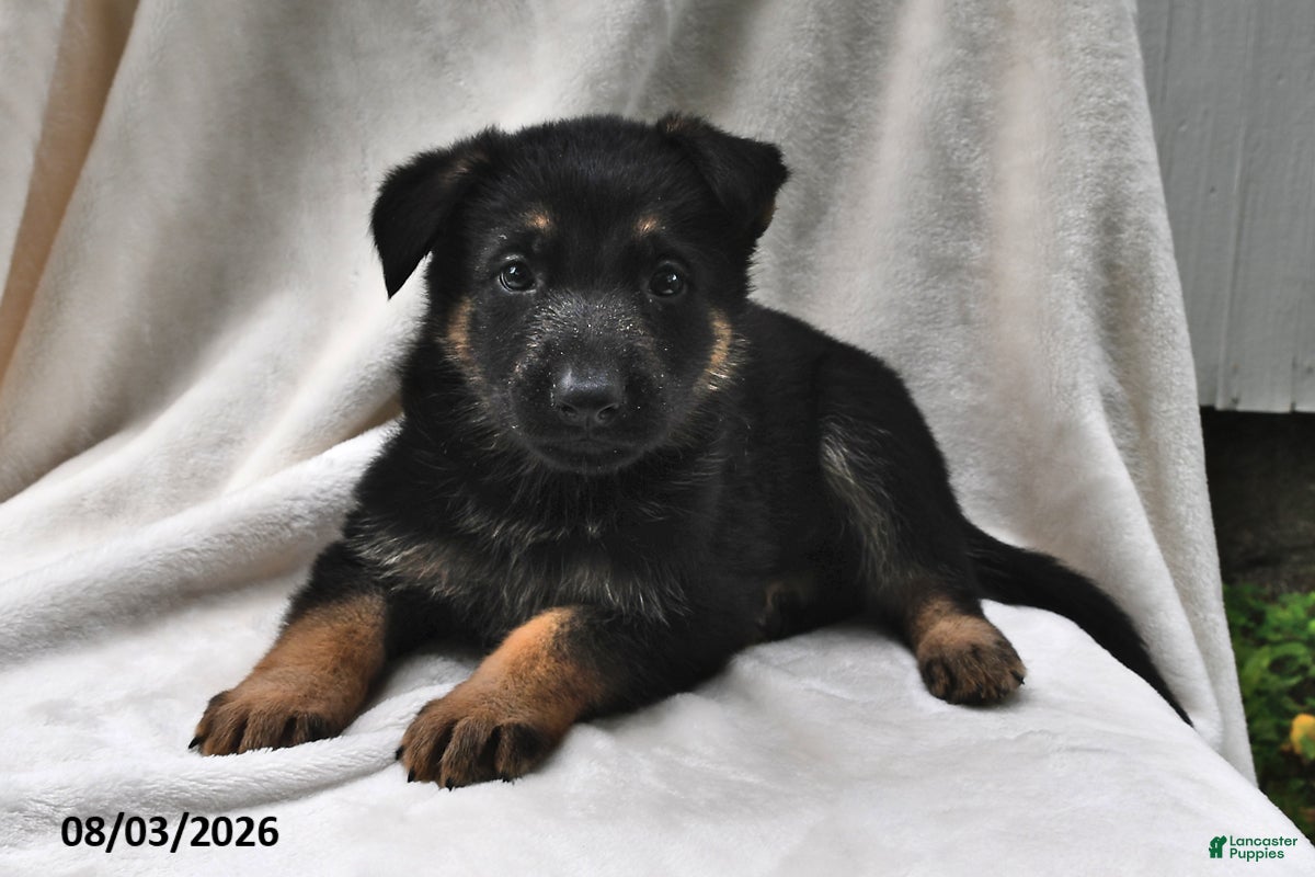 German Shepherd dogs for sale: Shadow - Ad 3