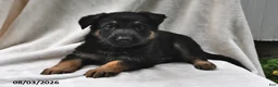 German Shepherd dogs for sale: Shadow - Ad 1