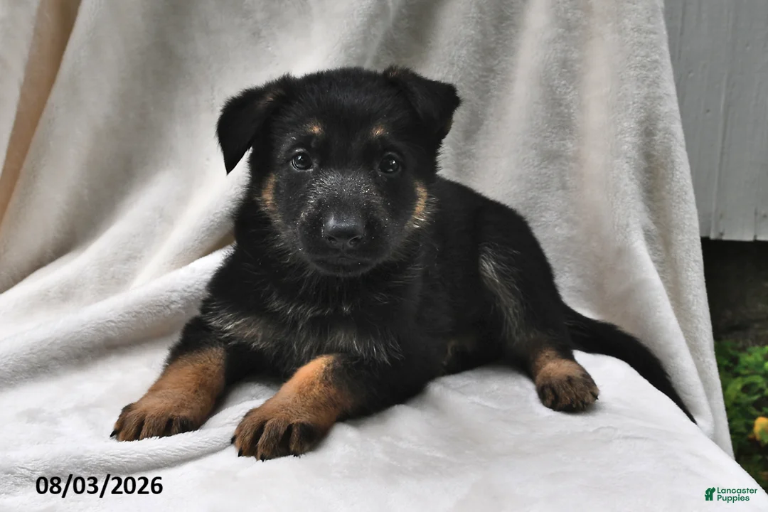 German Shepherd dogs for sale: Shadow - Ad 1